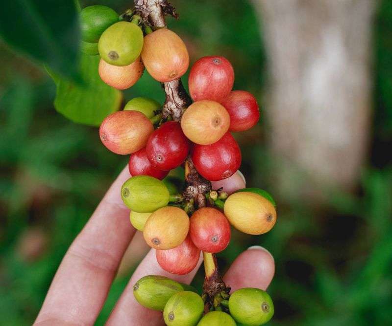 nachhaltiger kaffee aus der nähe von stuttgart